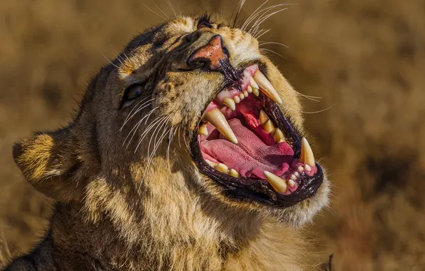 Picture face, predator, mouth, fangs, grin, lioness, wild cat, Alexei Suloev