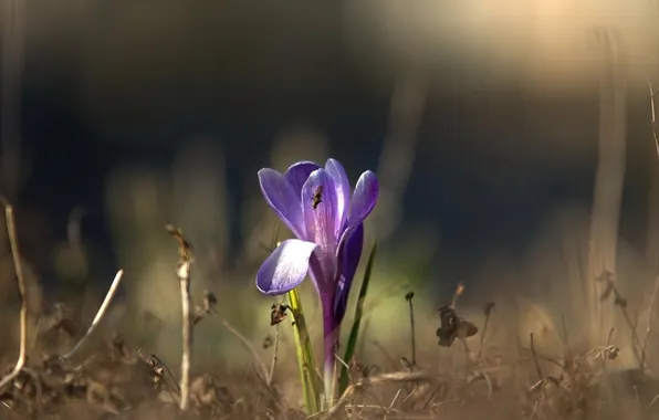 Flower, background, lilac, blur, Krokus, spring