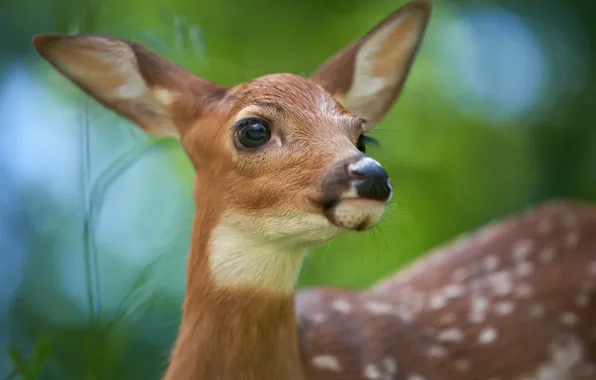 Look, cub, face, fawn, White-tailed deer