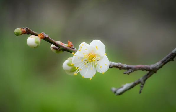 Flower, branch, spring, bokeh