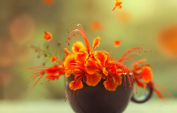 Picture macro, flowers, petals, Cup