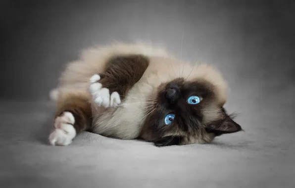 Cat, cat, pose, legs, lies, beauty, blue eyes, grey background