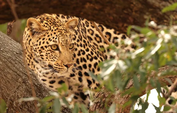 Picture cat, nature, tree, predator, leopard