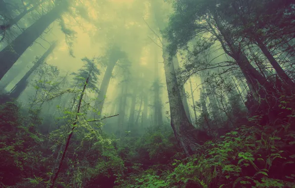 Forest, trees, nature, fog, trees, nature, forests, mist