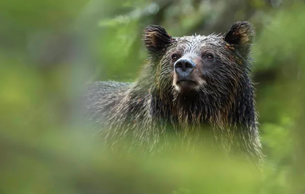 Picture look, face, portrait, blur, bear