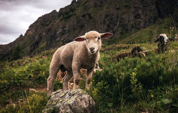 Mountains, nature, lamb, sheep, sheep, lamb