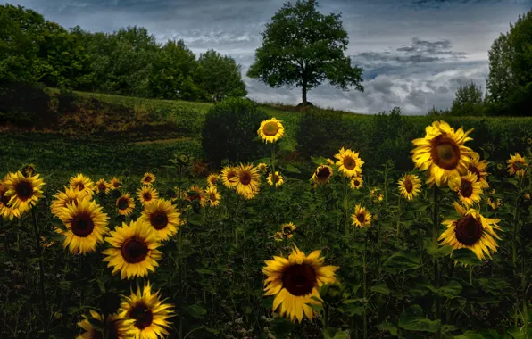 Picture summer, sunflowers, nature