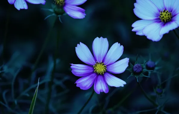 Picture field, purple, summer, space, flowers, the dark background, glade, petals