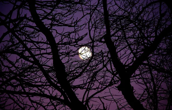 The sky, night, branches, nature, tree, the moon, the full moon