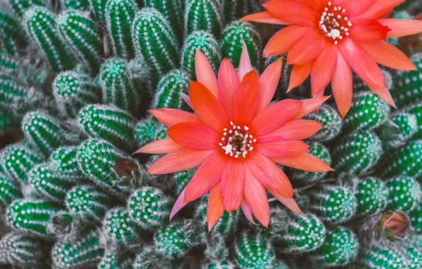 Macro, flowers, red, cactus, red, cacti, flowering, bokeh
