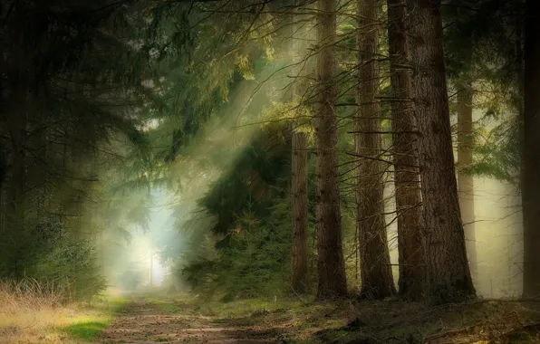 Picture forest, rays, light, branches, nature, fog, needles, path