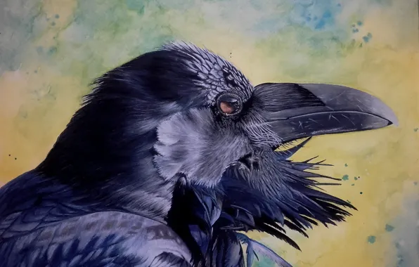 Bird, beak, Raven