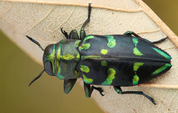 Picture macro, green, background, leaf, beetle, insect, spotted