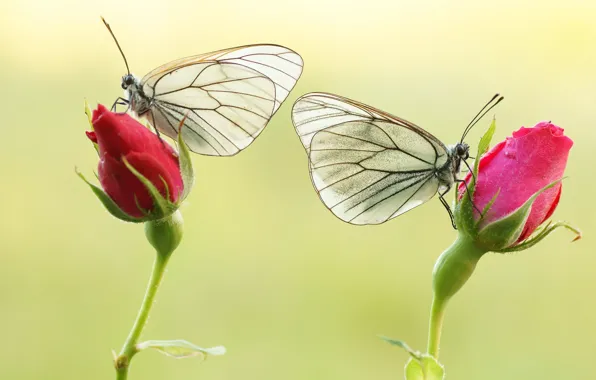 Picture butterfly, colors, brightness, butterfly, colors, brightness