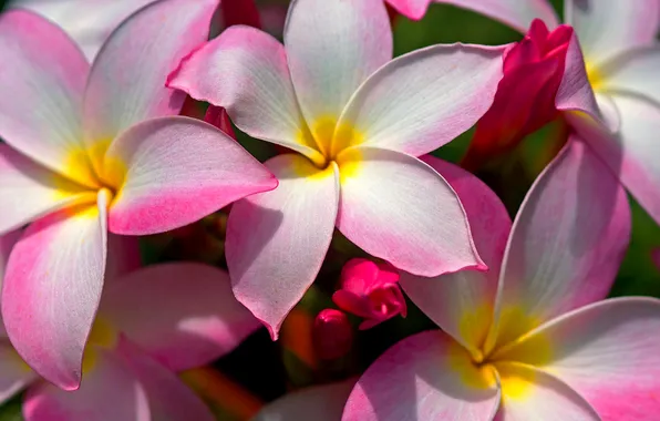 Picture flowers, petals, meadow, flowerbed