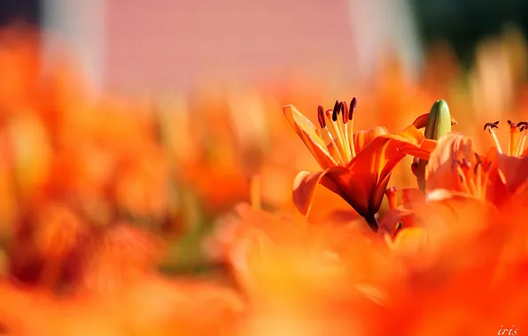 Lily, focus, red, a lot