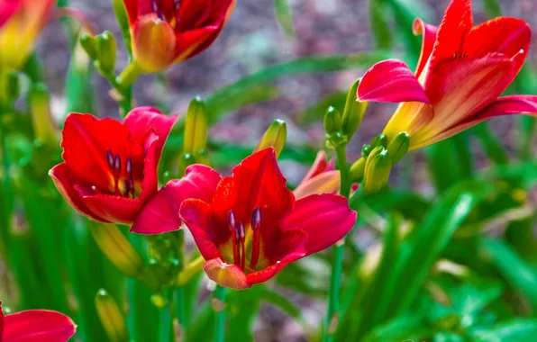 Picture paint, Lily, petals, garden, meadow