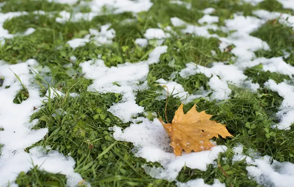 Autumn, leaves, nature