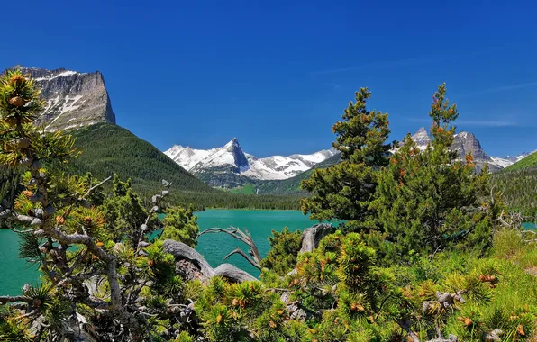 Picture mountains, pine, Montana, Glacier National Park, Saint Mary Lake, Montana, Saint Mary Lake, natioanlly Park …