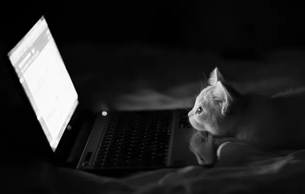 Picture cat, night, black and white, laptop, monochrome, Hannah, Benjamin Torode