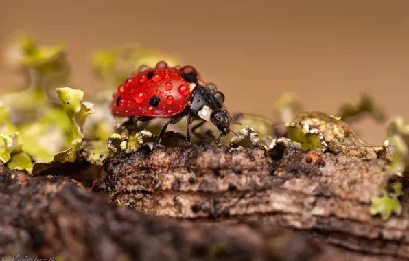 Drops, macro, Rosa, ladybug