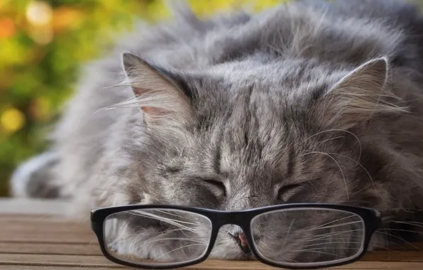 Picture cat, cat, face, pose, grey, background, stay, sleep