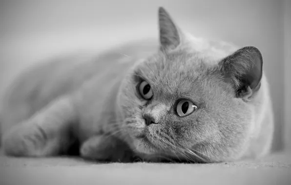 Picture eyes, cat, grey, British