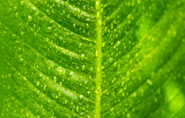 Drops, macro, sheet, green, veins