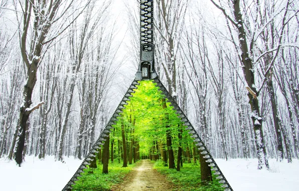 Picture winter, forest, summer, snow, trees, foliage, lightning