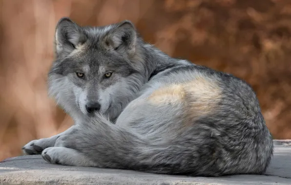 Picture nature, face, animal, wolf, wildlife, head, fur, mammal