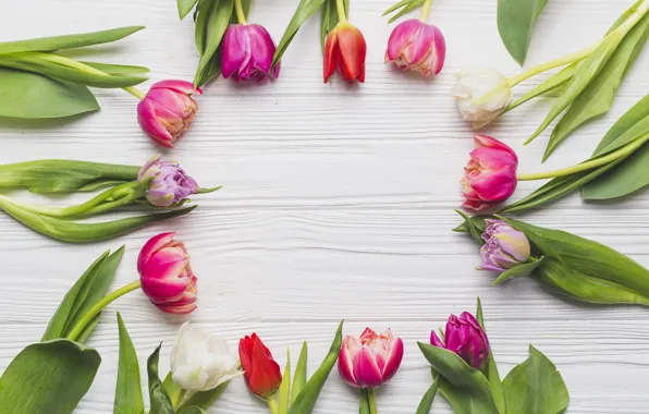 Picture Flowers, Tulips, Background, Buds