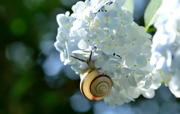 Picture macro, flowers, snail, hydrangea