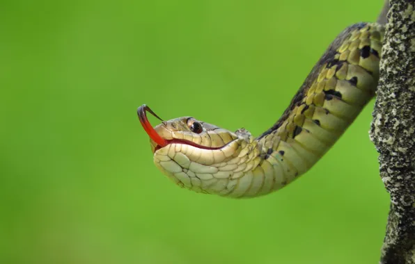 Language, macro, background, snake