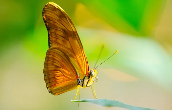 The sun, macro, sheet, butterfly, wings, insect, proboscis