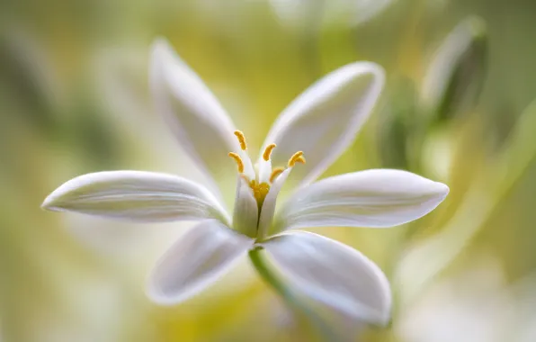 Flower, petals, stamens