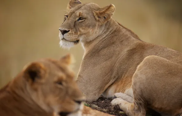 Picture predator, lioness, wild cat