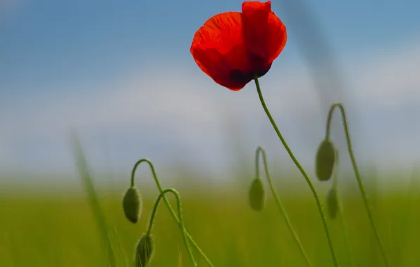 Field, the sky, Mac, petals, stem, meadow