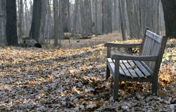 Leaves, Park, bench