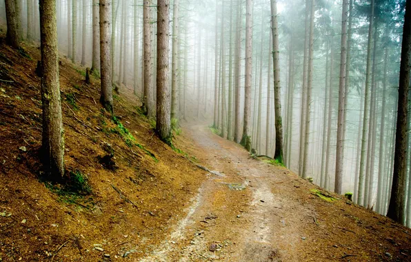 Road, forest, nature, fog, moss, haze