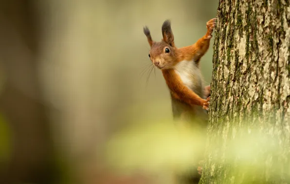 Trees, background, protein, red, bokeh