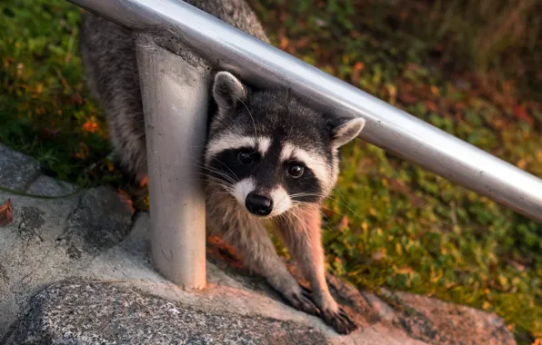 Picture look, face, nature, pose, background, pipe, raccoon, railings