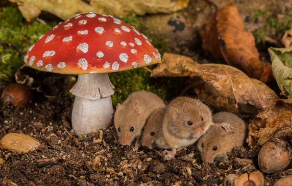Leaves, mushroom, mushroom, mouse