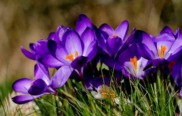 Macro, spring, Crocuses, saffron