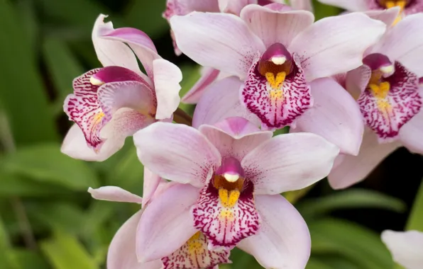 Picture macro, pink, exotic, Orchid