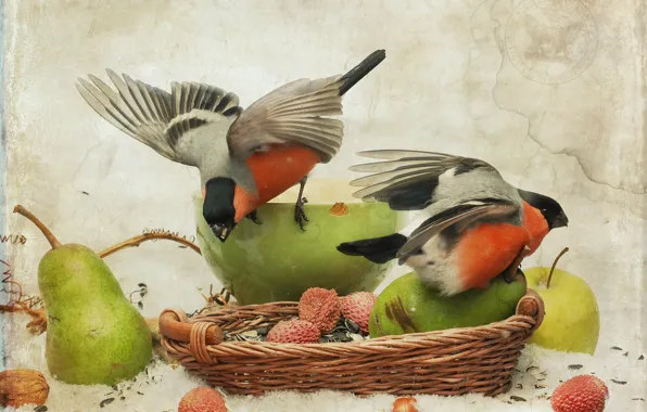 Birds, pear, bullfinches