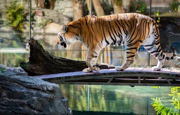 Picture water, light, tiger, pose, pond, stones, walk, log