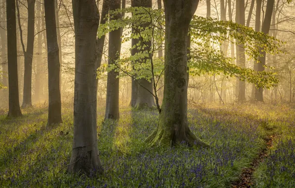 Picture forest, light, trees, flowers, fog, spring, path