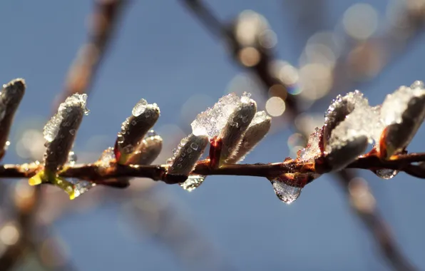 Frost, the sky, drops, light, snow, branches, nature, ice