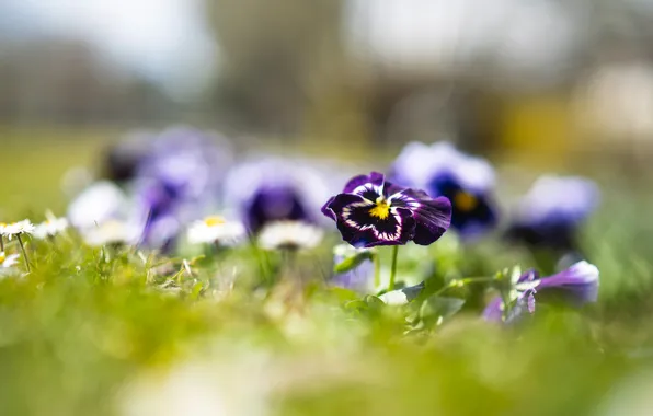 Greens, light, flowers, glade, blur, spring, purple, Pansy