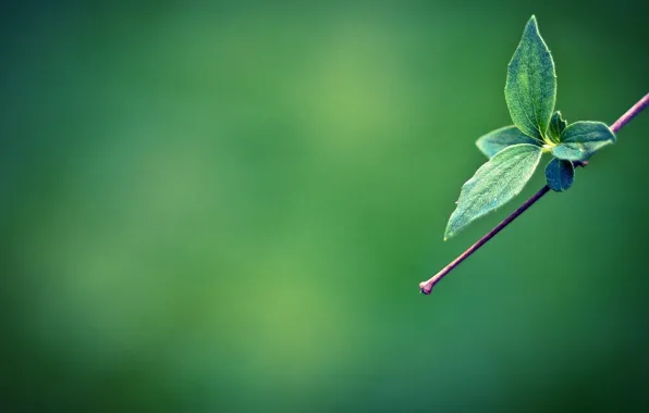 Minimalism, branch, green leaves, green leaves on branch